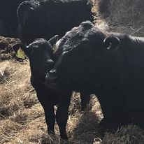 Angus cow and calf